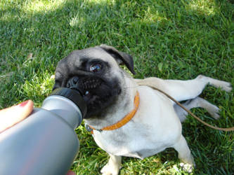 My pug drinking water