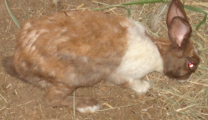 Just a female rabbit moving