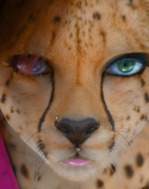 My fiancee, the cheetah