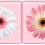 Pink Pastel Flowers - Divider