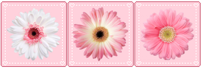 Pink Pastel Flowers - Divider