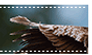 Feathers - Stamp