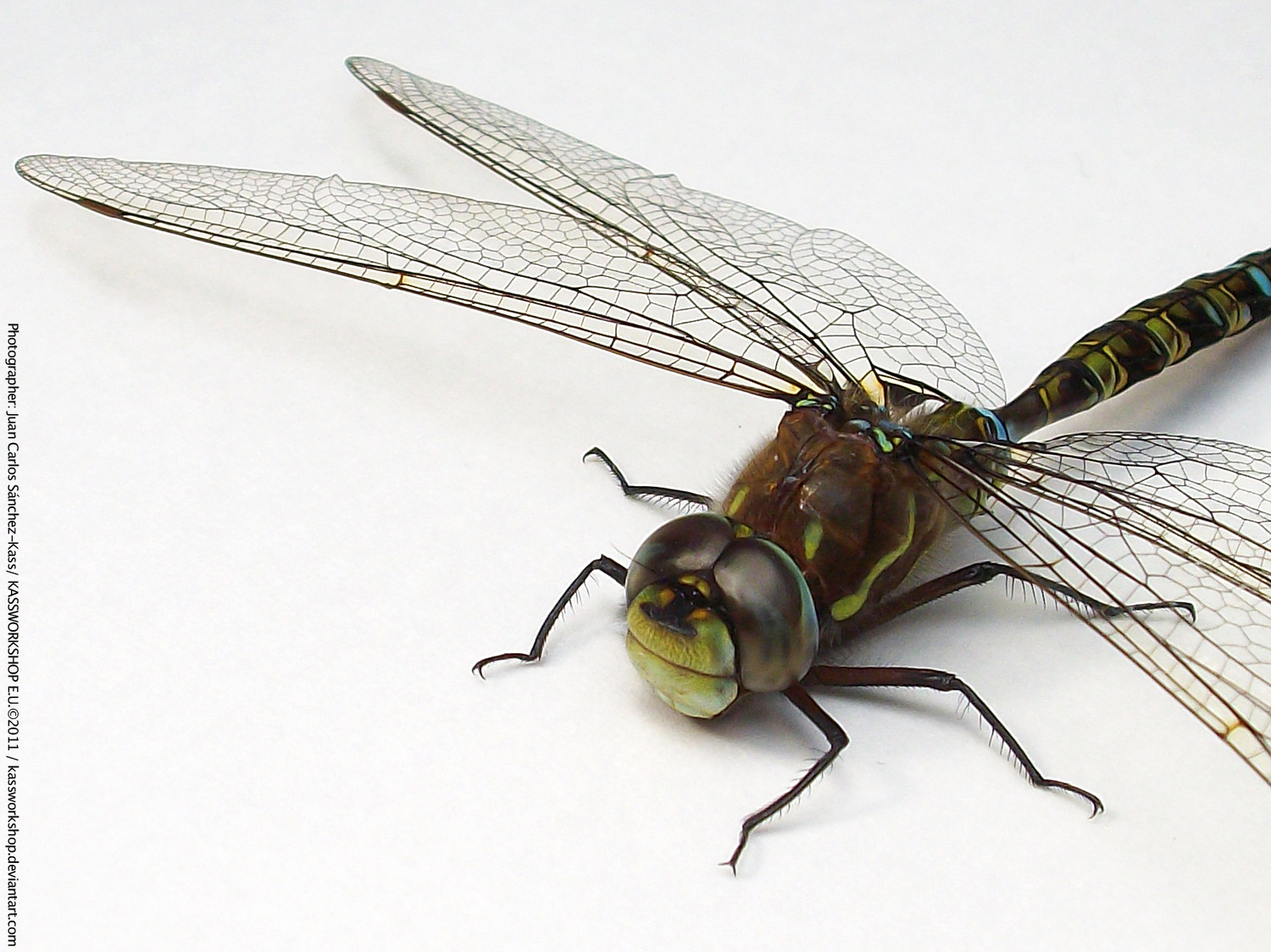 Dragonfly Closeup