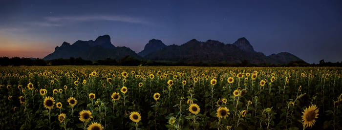 Sunflower at Dusk