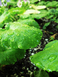 Dewdrops On The Leaves