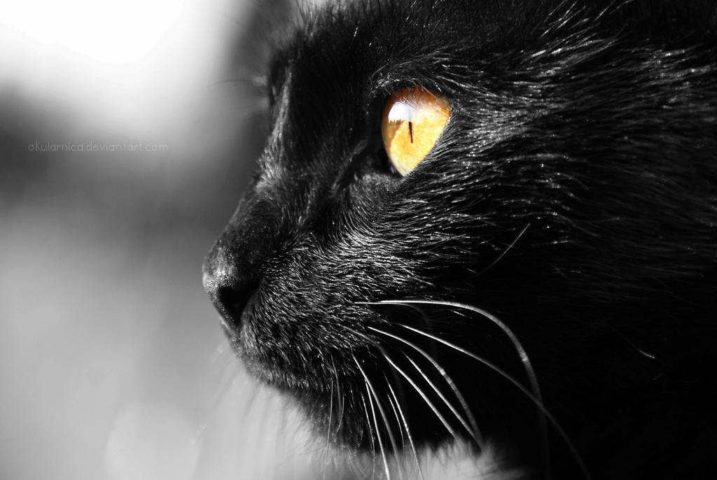 458 - little devil. by Okularnica 458 - little devil. by Okularnica