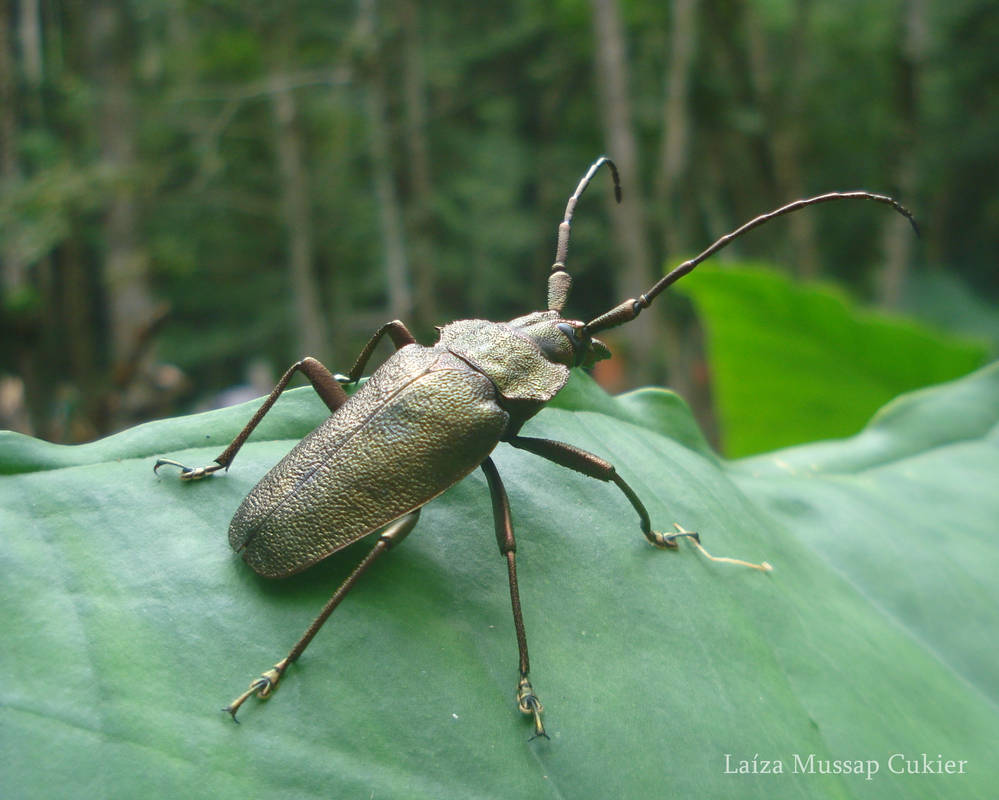 Pyrodes nitidus by LMCukier on DeviantArt