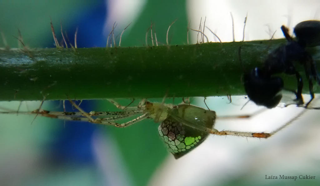 Thwaitesia sp. by LMCukier on DeviantArt