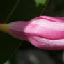 Silent Lips Outspeaking Truth