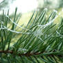 Tiny web