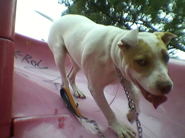 Ruby going down the slide