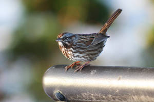 Winter Bird