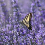 Lavender Wonderland