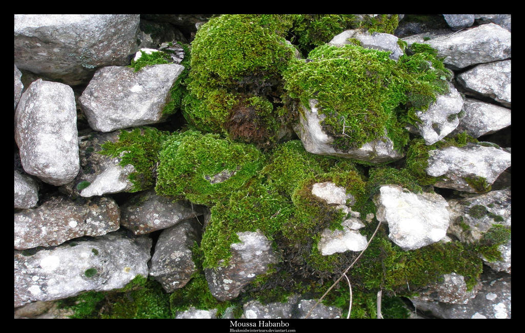 Algas by Habanbo on DeviantArt