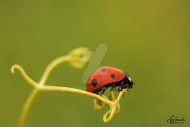 Coccinelle