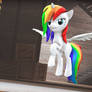 Rainbow Pone