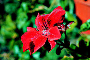 Pelargonia