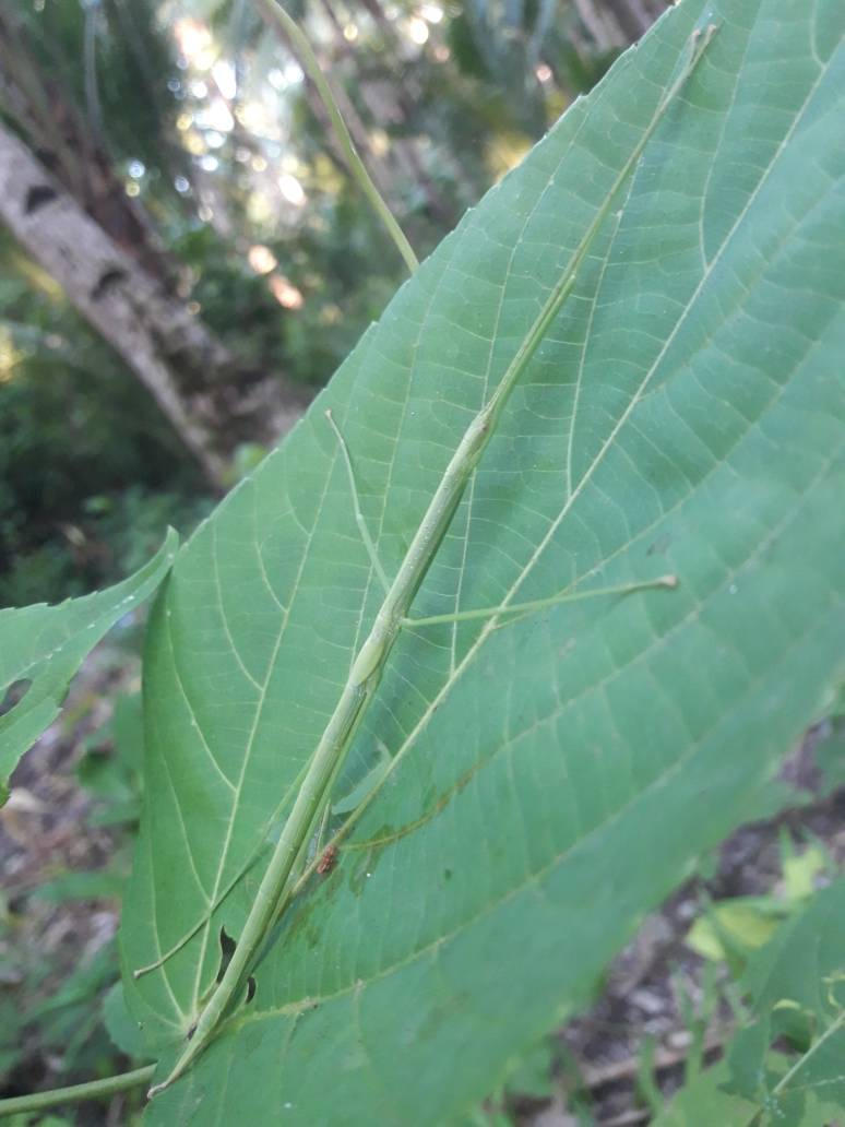 Samar Stick Insect Eastern Samar Philippines common walking stick by JomArts on DeviantArt