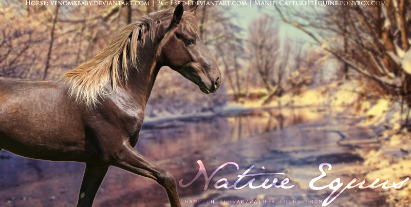 Native Equus Custom