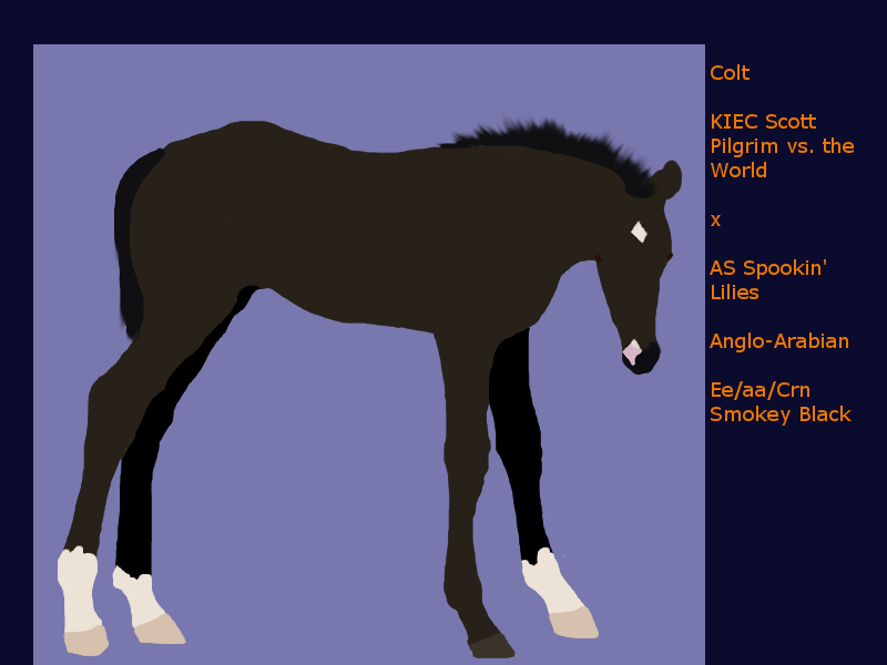 Anglo-Arabian Foal- SOLD