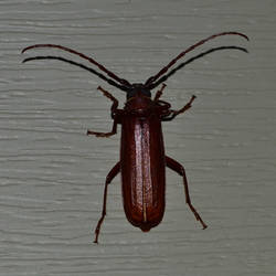 Long-Horned Beetle (Orthosoma brunneum)