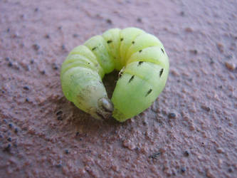 caterpillar