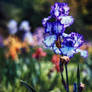 Irises vol. 2