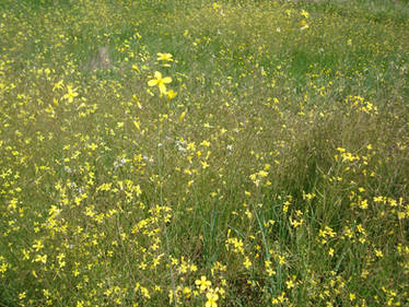 Yellow Flowers