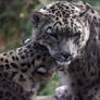 Snow Leopard pair