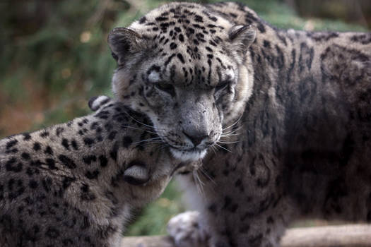 Snow Leopard pair