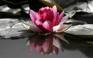 Water Lily