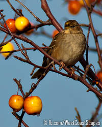 Bird and Apples