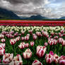 Tulip Sea