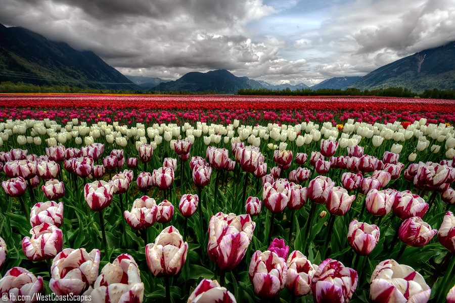 Tulip Sea