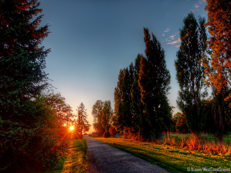 Poplars