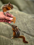Chip and Dale by IvanAndreevich