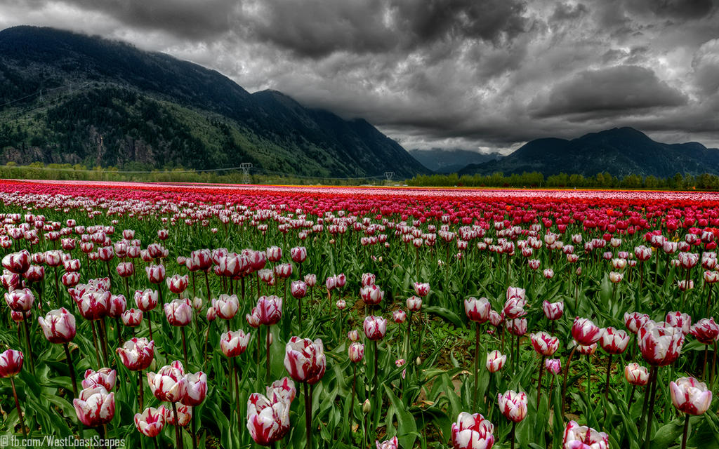 Anticipation by IvanAndreevich Anticipation by IvanAndreevich
