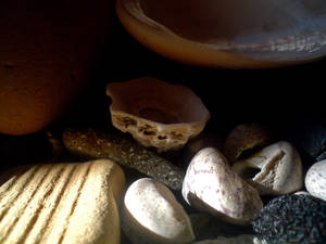 Clams and rocks