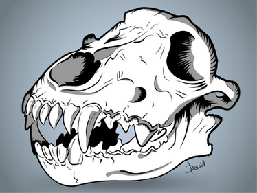 Tricolour Wolf Skull