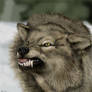 The Worg