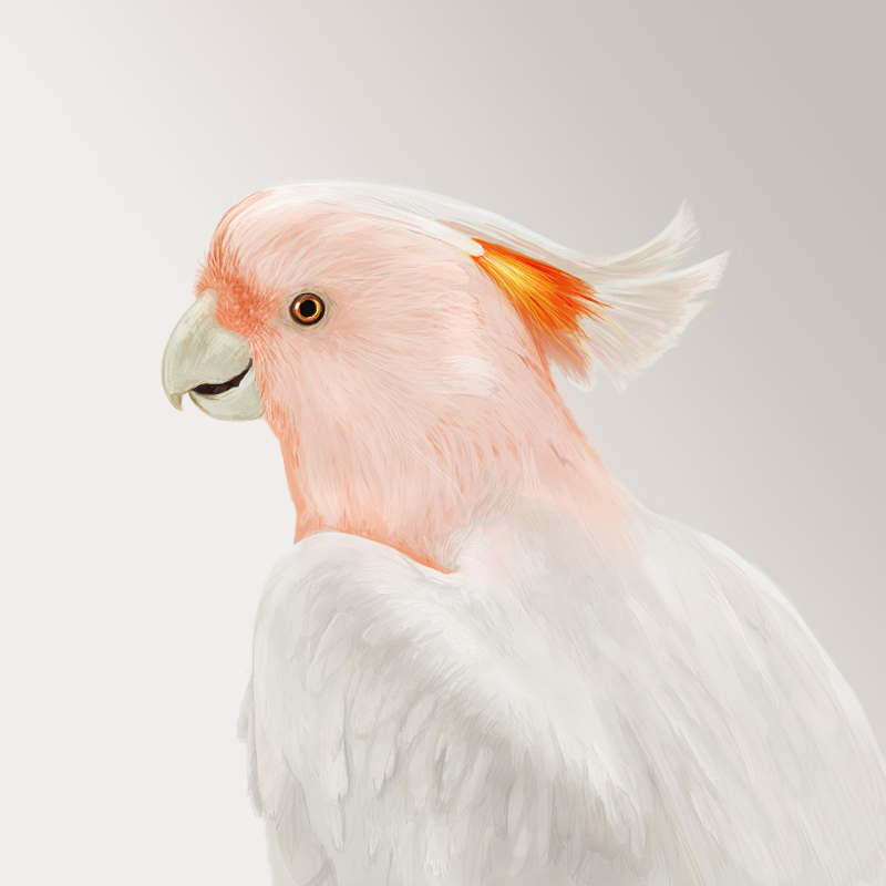 Birdy Num Num Sketchpaint