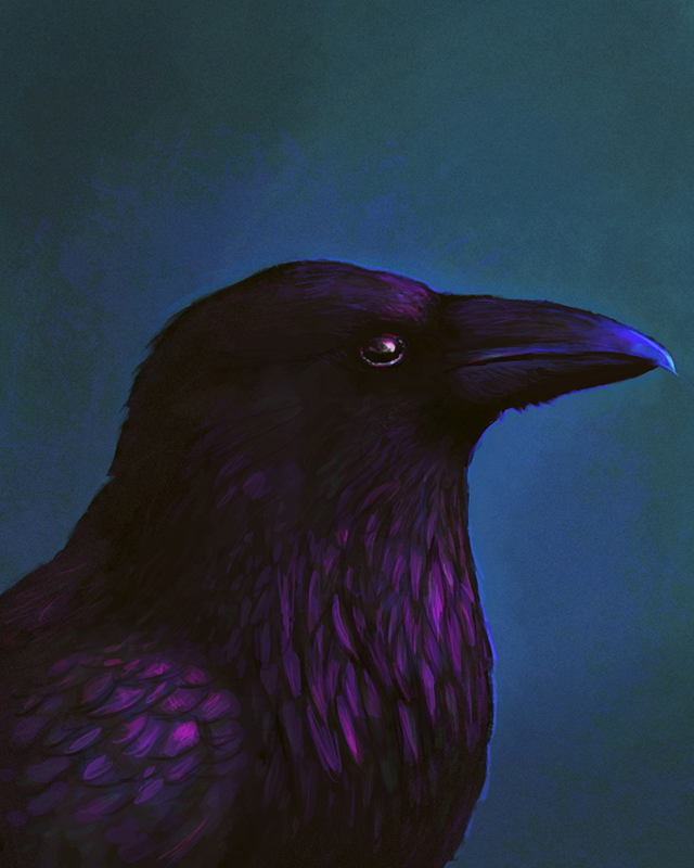 Raven Sketch