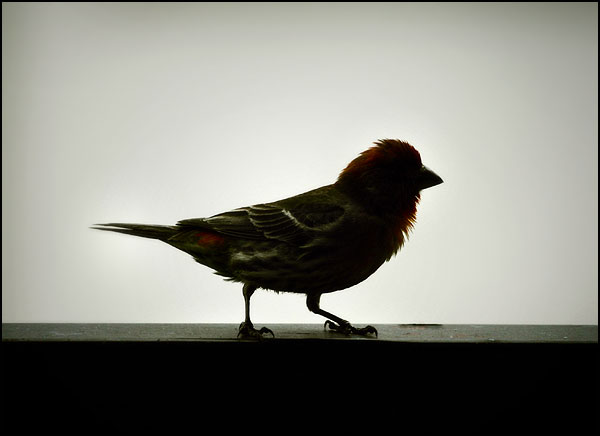 Cute Finch by jezebel