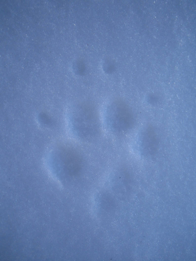 Paw Print By Sadfg On DeviantArt paw-print-by-sadfg-on-deviantart