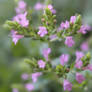 Oregano flowering