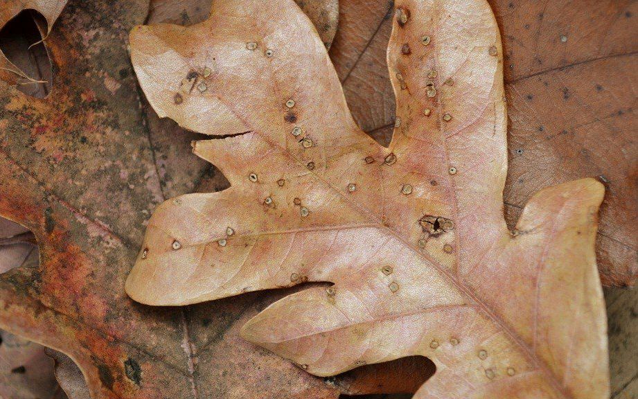 Leaf Textures