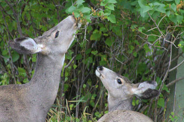 Mule deer in Waterton