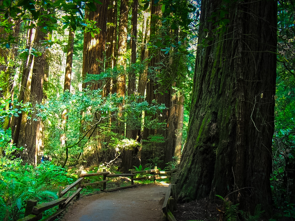 Muir Woods California 2