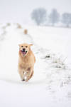 GOLDEN winter by theVils