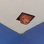 Ceiling Cat Is Always Watching...